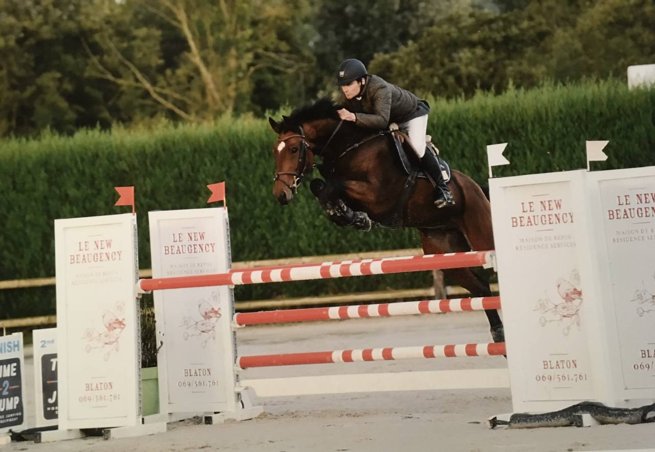 Caballo castrado sBs Caballo de Deporte Belga En venta 2012 Bayo por TOULON