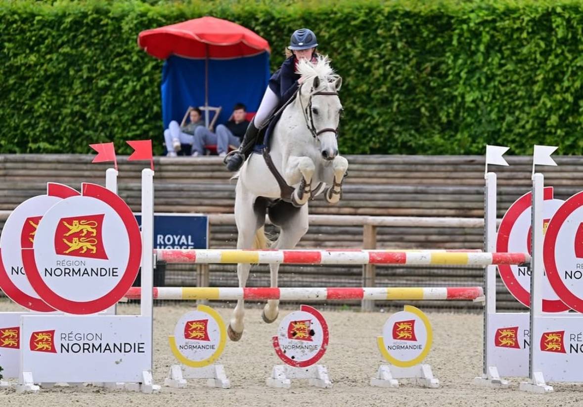 Caballo castrado Holsteiner En venta 2013 Tordo