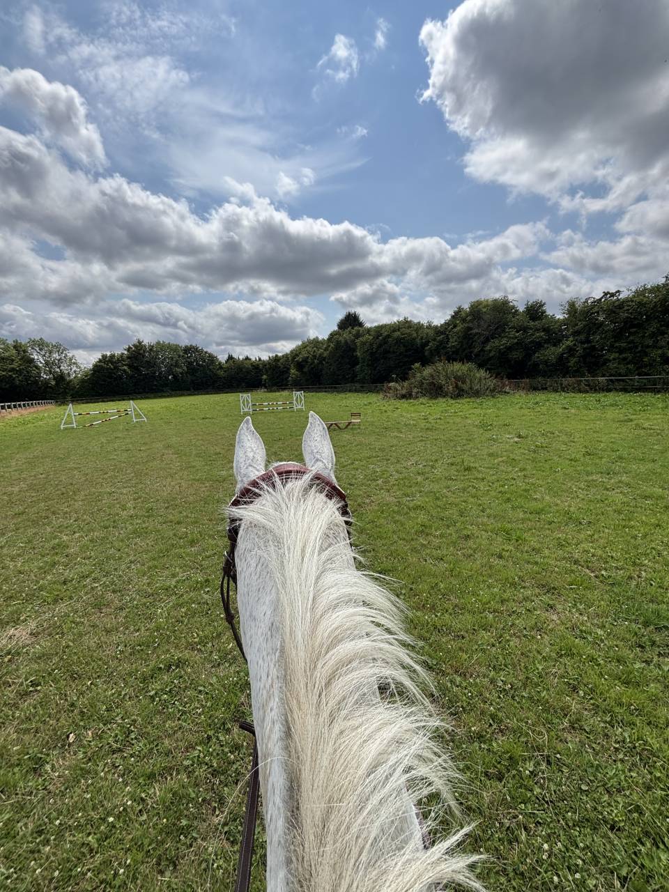 Caballo castrado Holsteiner En venta 2013 Tordo