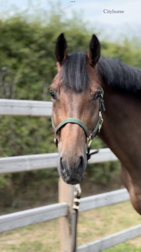 Caballo castrado Zangersheide En venta 2022 Bayo moreno