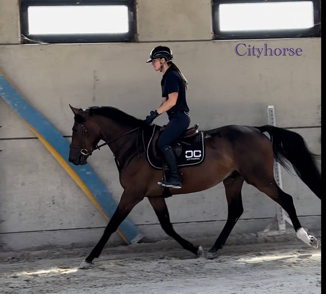 Caballo castrado Zangersheide En venta 2022 Bayo moreno