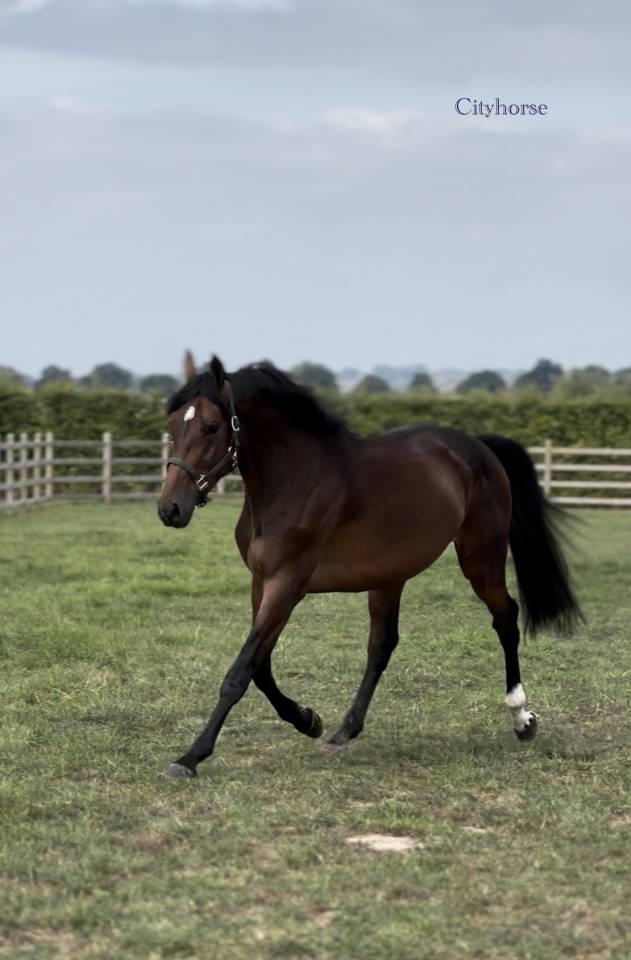 Caballo castrado Zangersheide En venta 2022 Bayo moreno