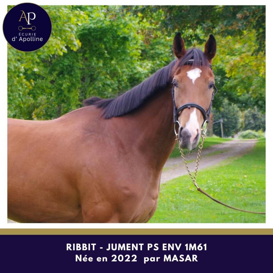 Yegua Pura Sangre En venta 2022 Bayo