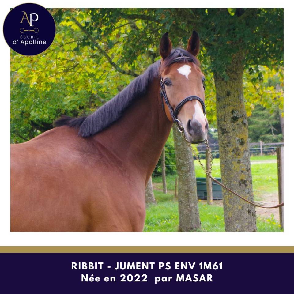 Yegua Pura Sangre En venta 2022 Bayo