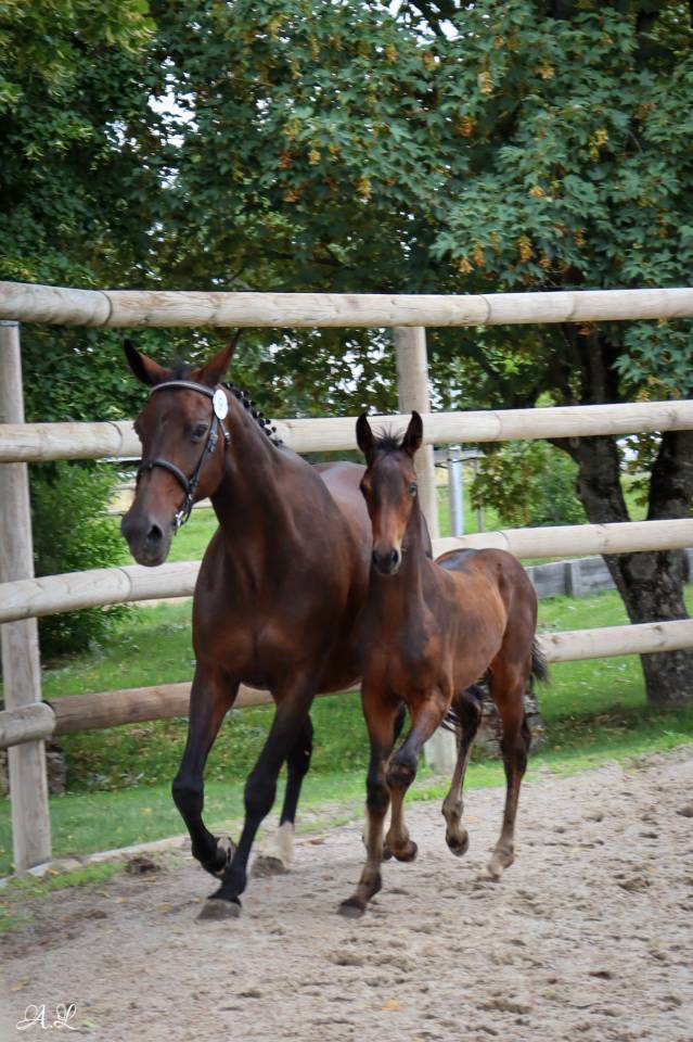 Yegua Silla Francés En venta 2007 Bayo