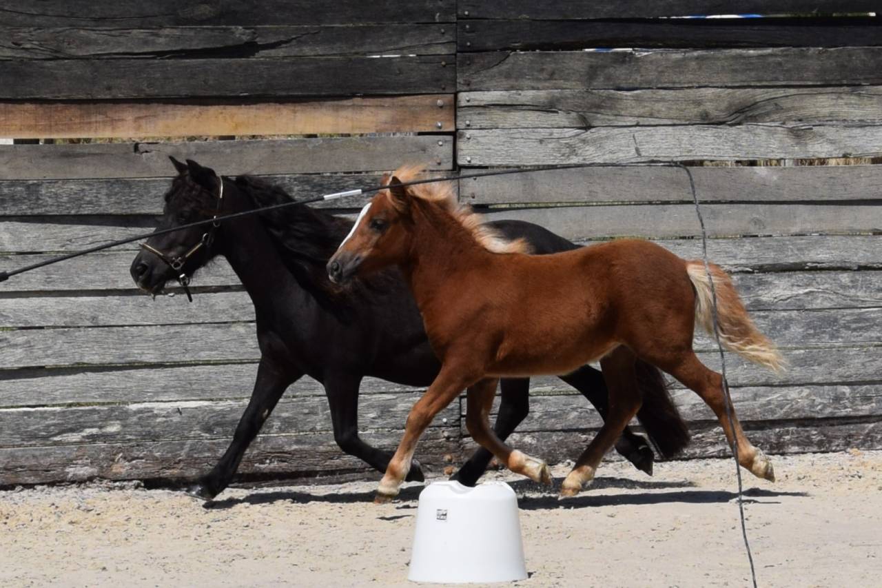 Potranca Shetland En venta 2025 Alazán por IRONSTAR DE CABUE