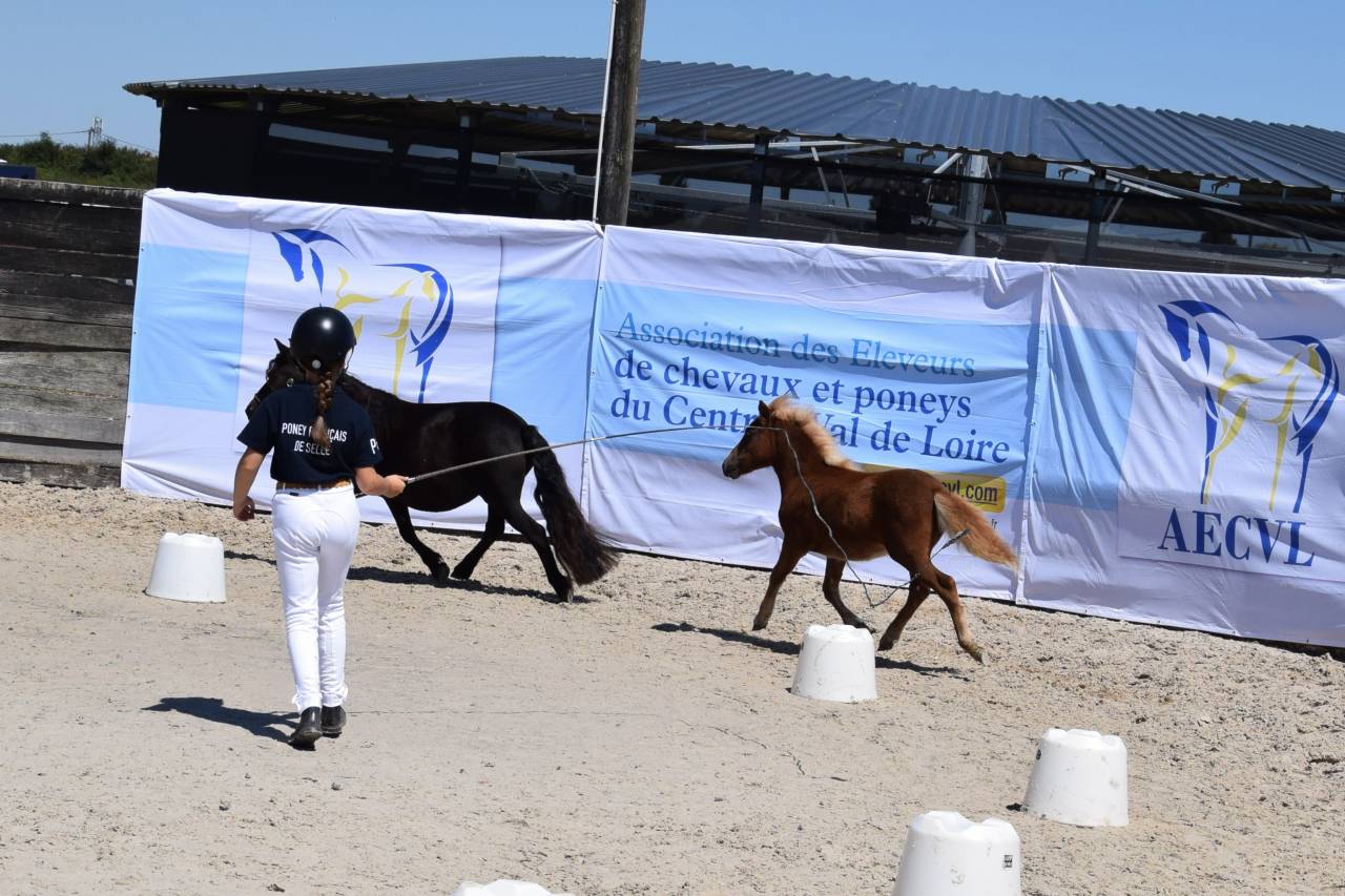 Potranca Shetland En venta 2025 Alazán por IRONSTAR DE CABUE