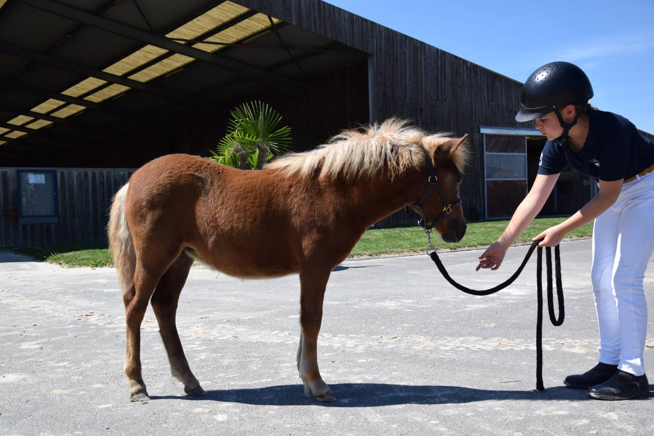 Potranca Shetland En venta 2025 Alazán por IRONSTAR DE CABUE