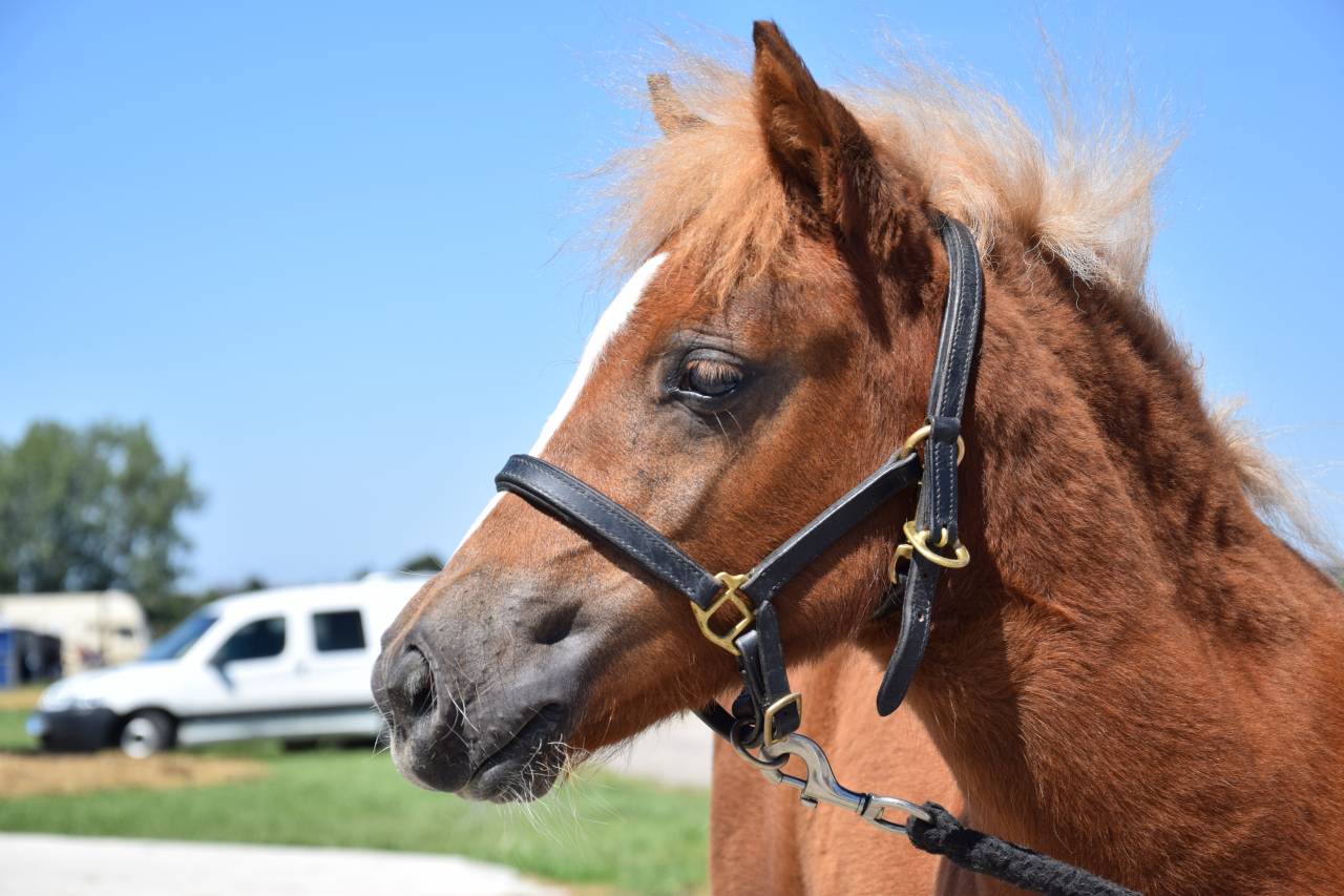 Potranca Shetland En venta 2025 Alazán por IRONSTAR DE CABUE