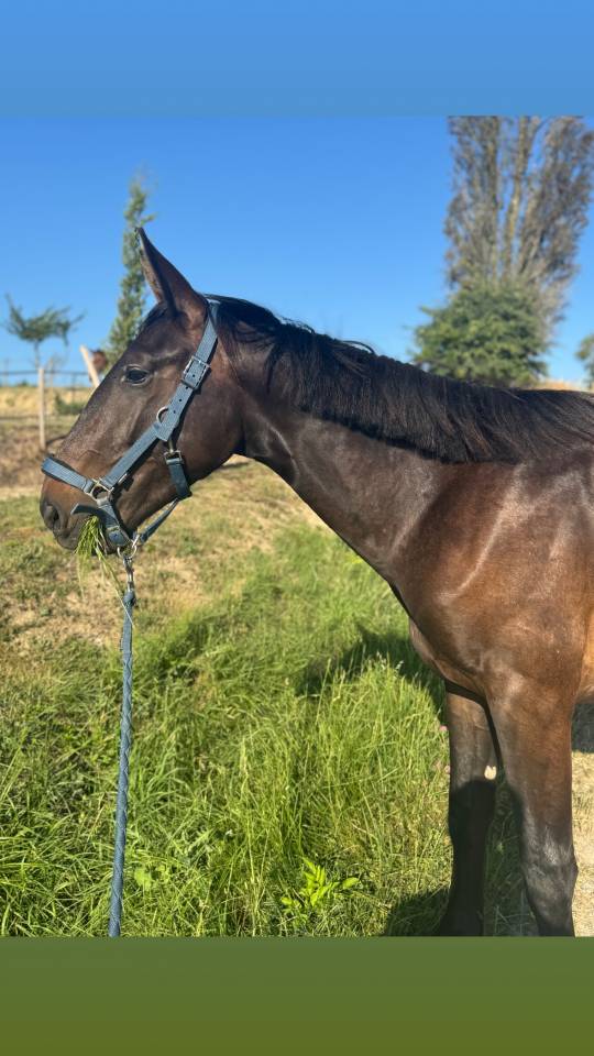 Caballo entero Silla Francés En venta 2023 Bayo por IDEAL DE LA LOGE