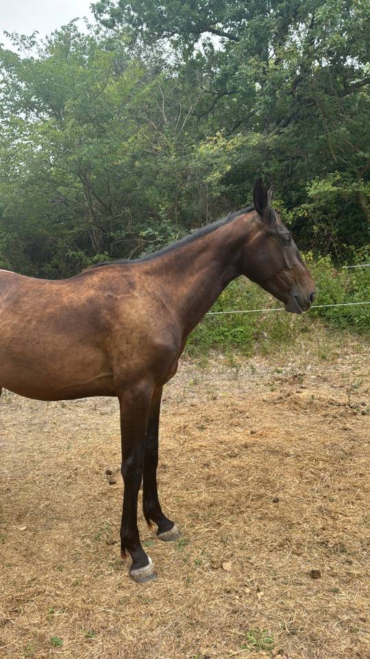 Caballo entero Silla Francés En venta 2023 Bayo por IDEAL DE LA LOGE