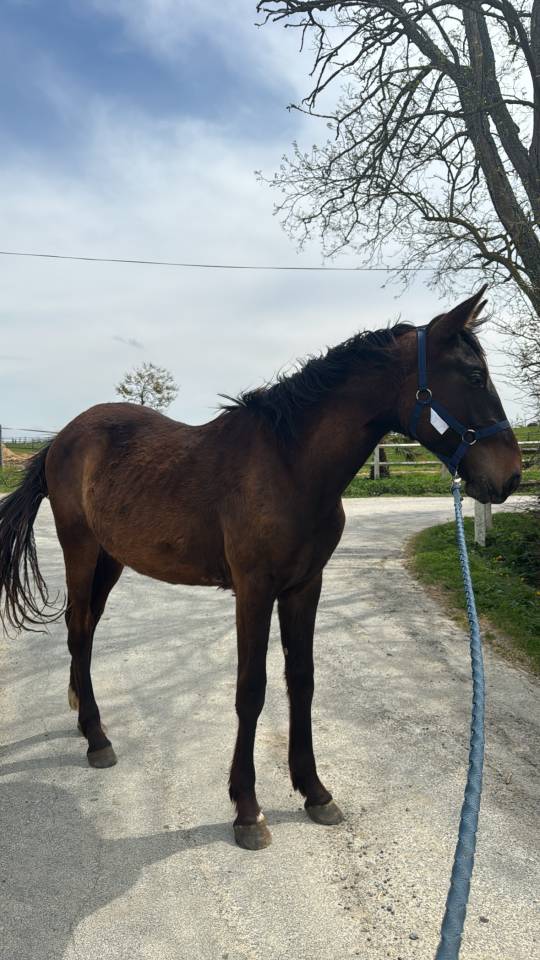 Caballo entero Silla Francés En venta 2023 Bayo por IDEAL DE LA LOGE