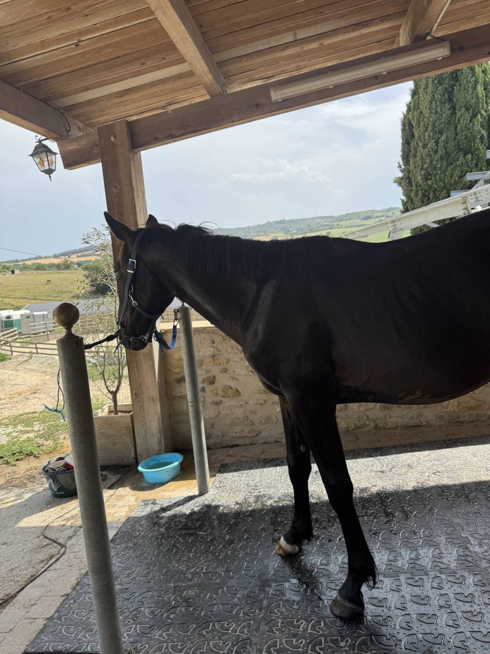 Caballo entero Silla Francés En venta 2023 Bayo por IDEAL DE LA LOGE