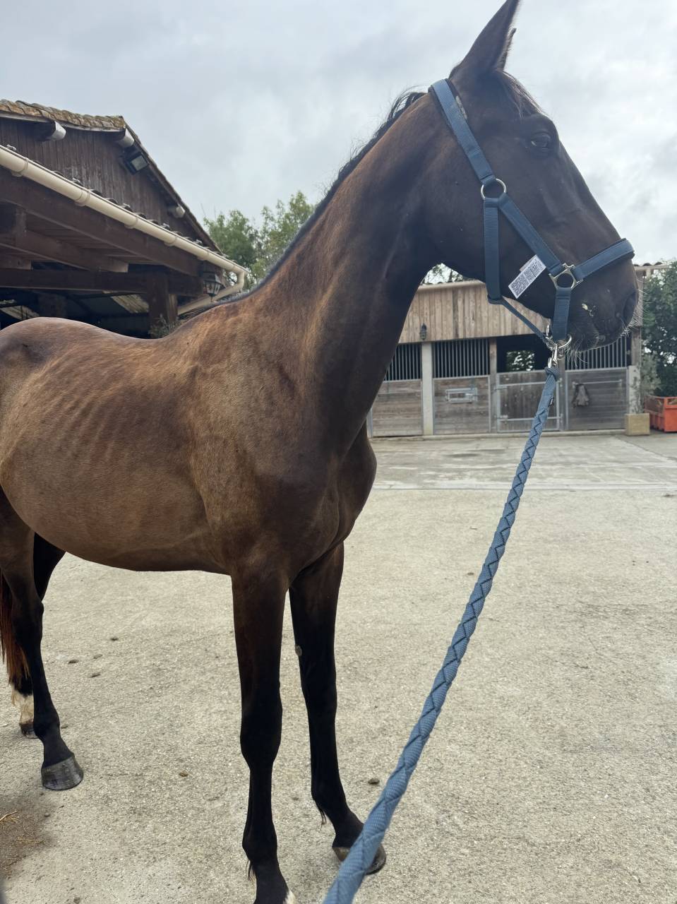 Caballo entero Silla Francés En venta 2023 Bayo por IDEAL DE LA LOGE