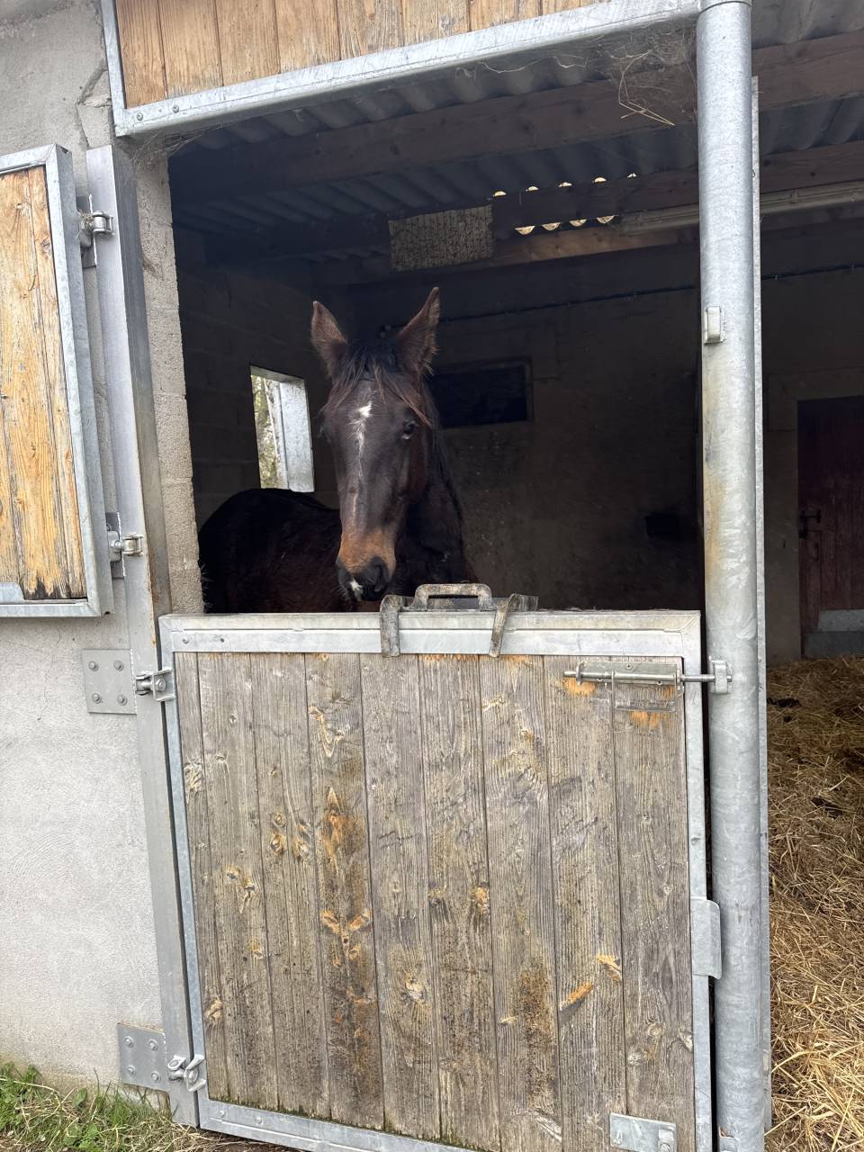 Caballo entero Silla Francés En venta 2023 Bayo por IDEAL DE LA LOGE