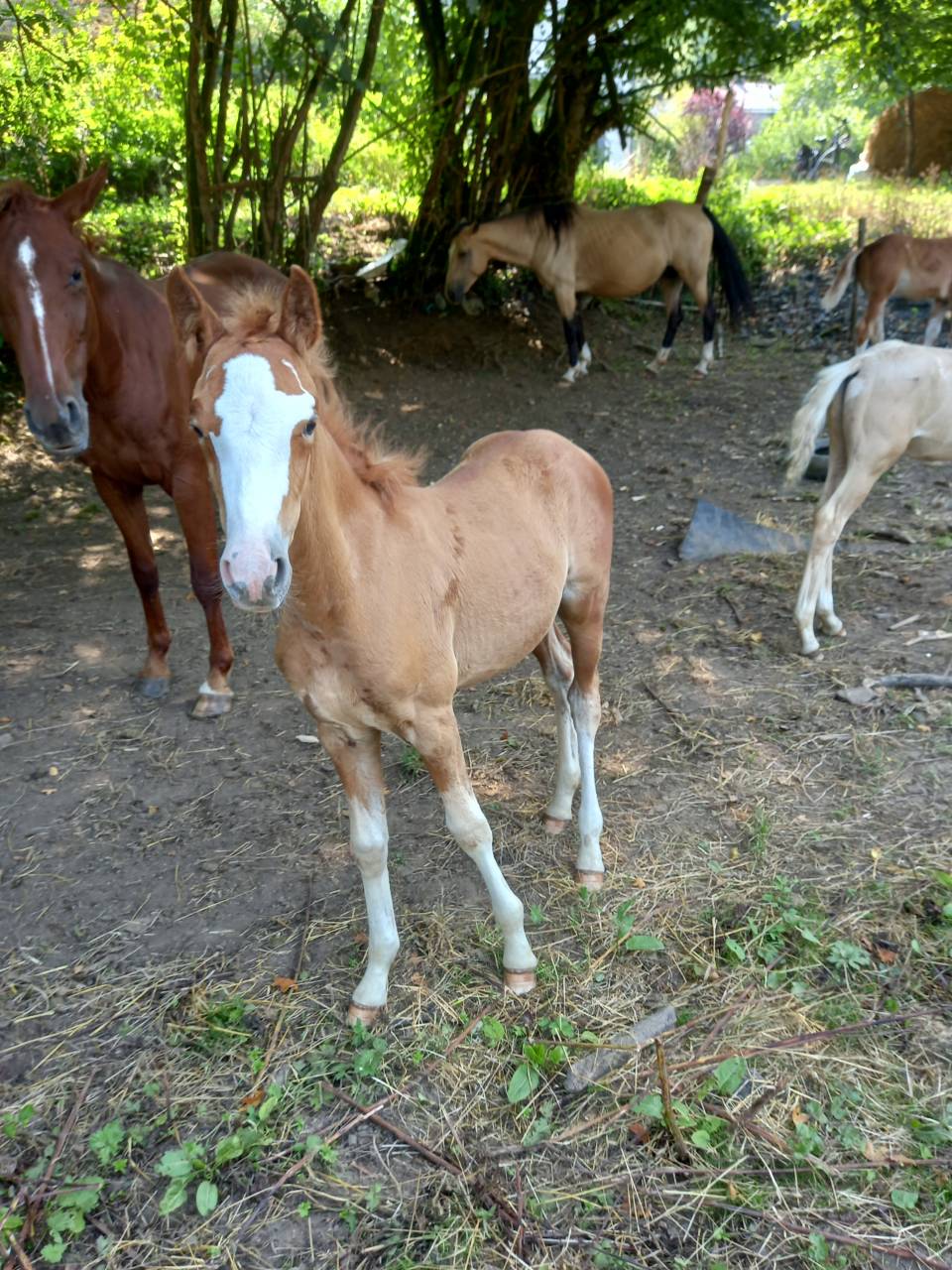 Potro Palomino En venta 2025 Palomino por Miracle du Moulin Pre