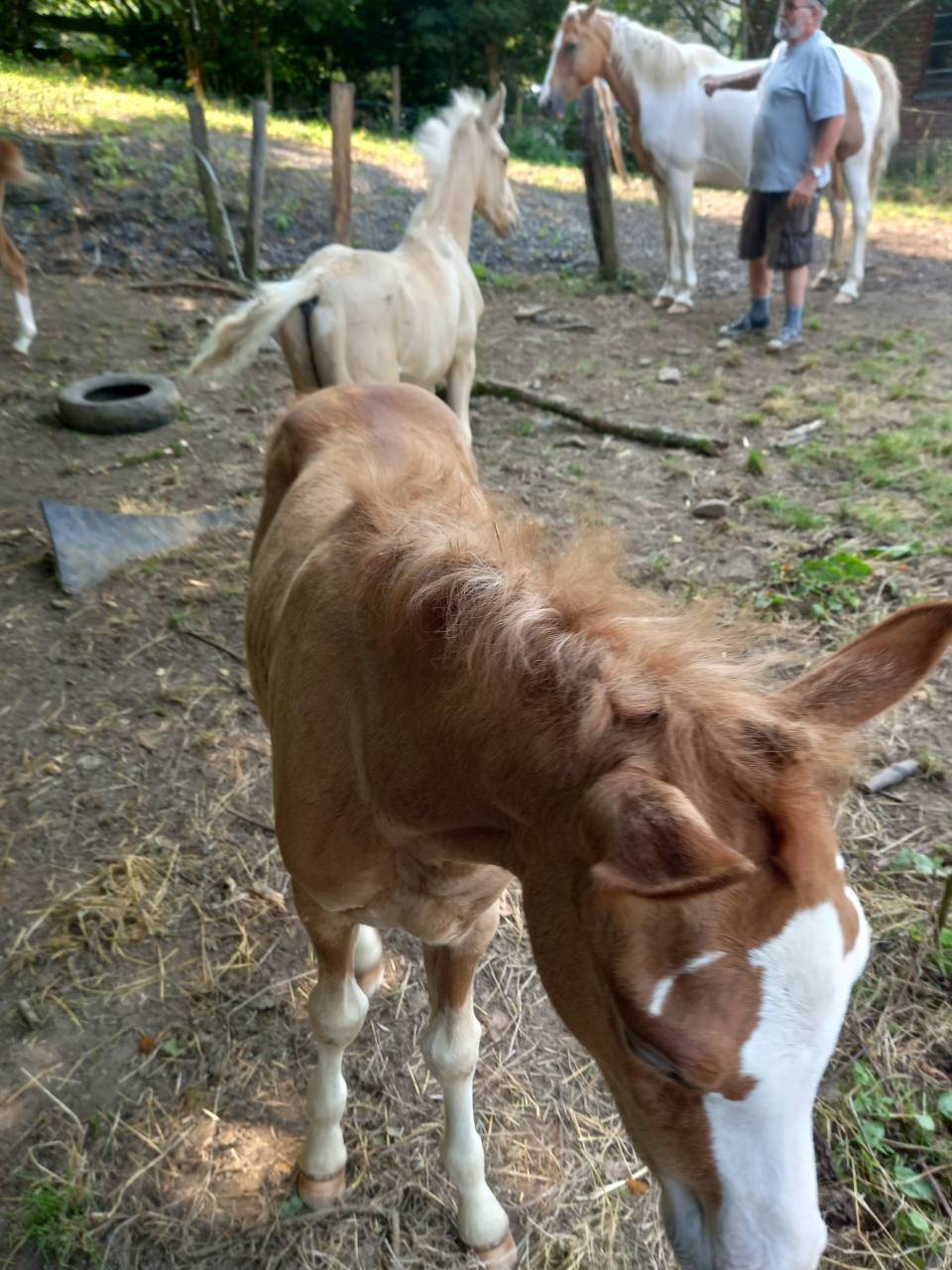 Potro Palomino En venta 2025 Palomino por Miracle du Moulin Pre