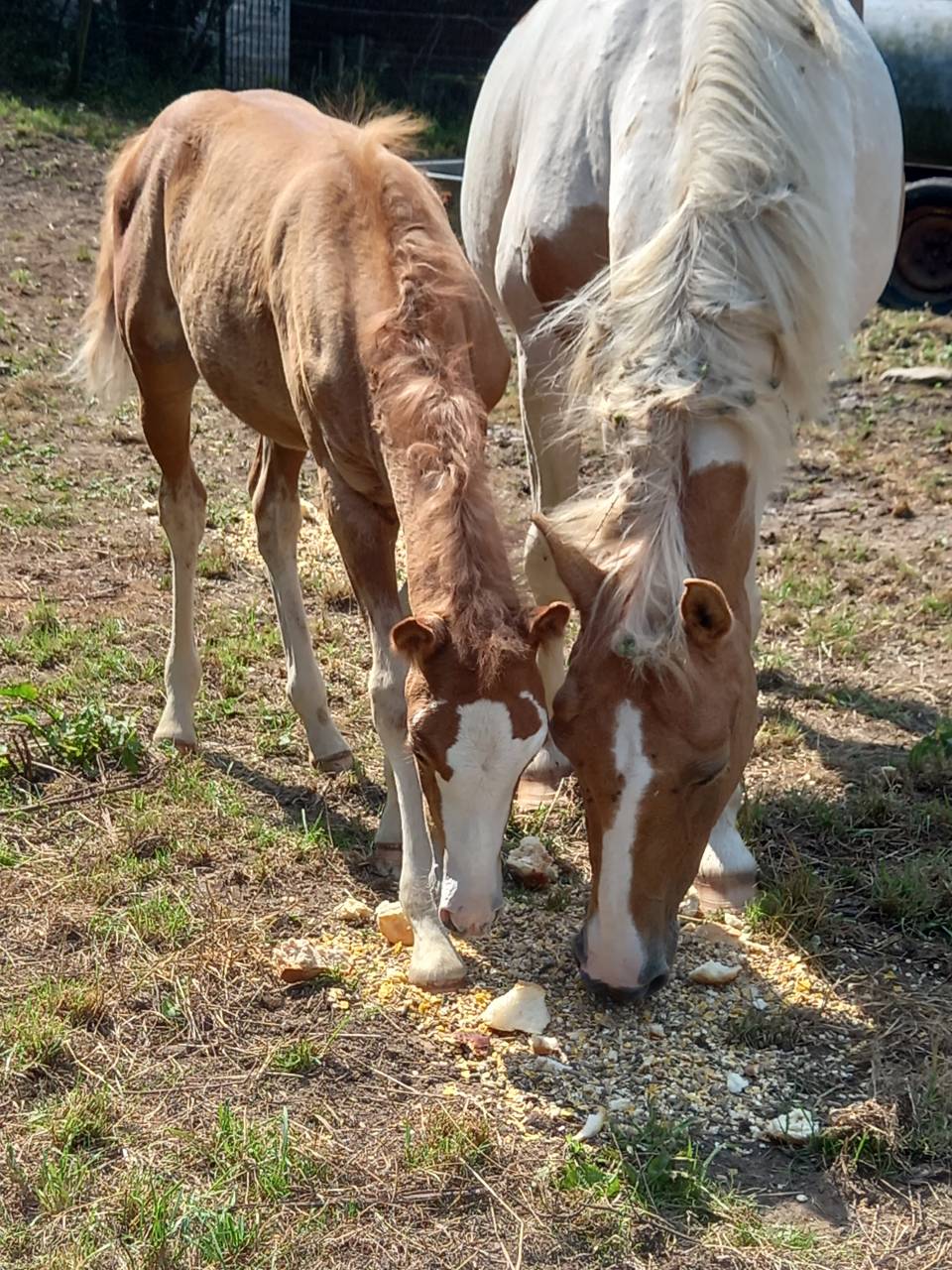 Potro Palomino En venta 2025 Palomino por Miracle du Moulin Pre