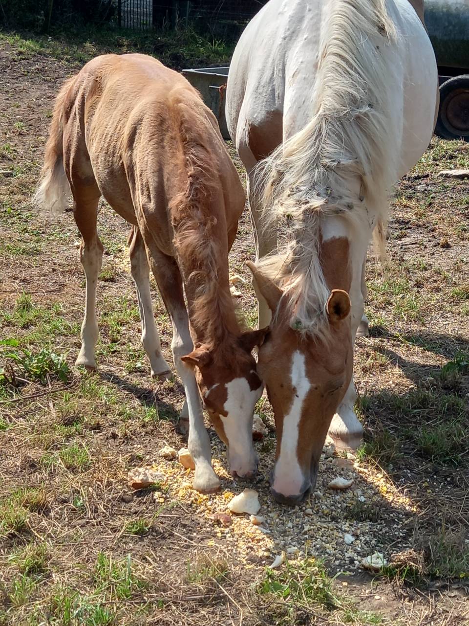 Potro Palomino En venta 2025 Palomino por Miracle du Moulin Pre