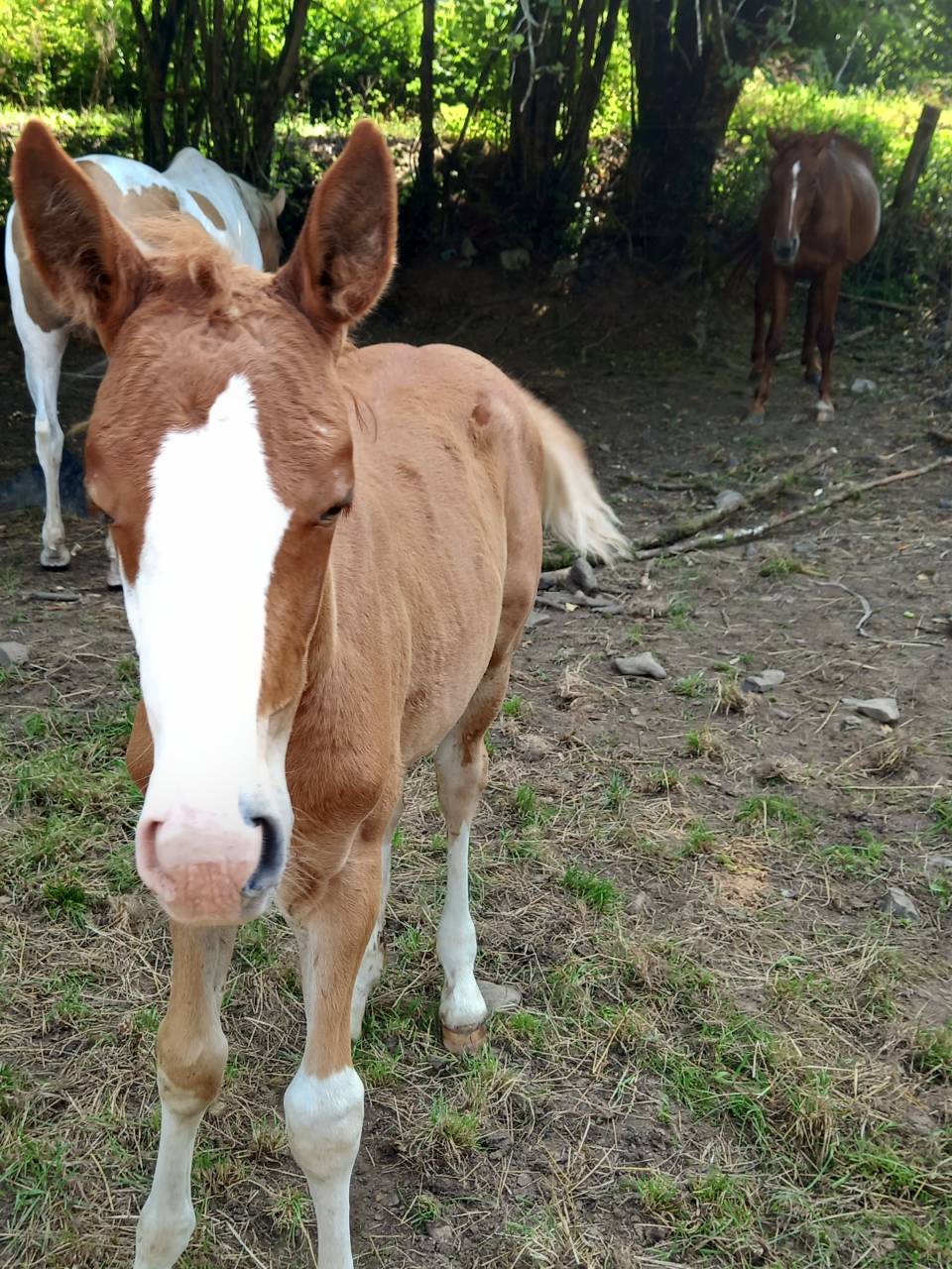 Potro Palomino En venta 2025 Palomino por Miracle du Moulin Pre