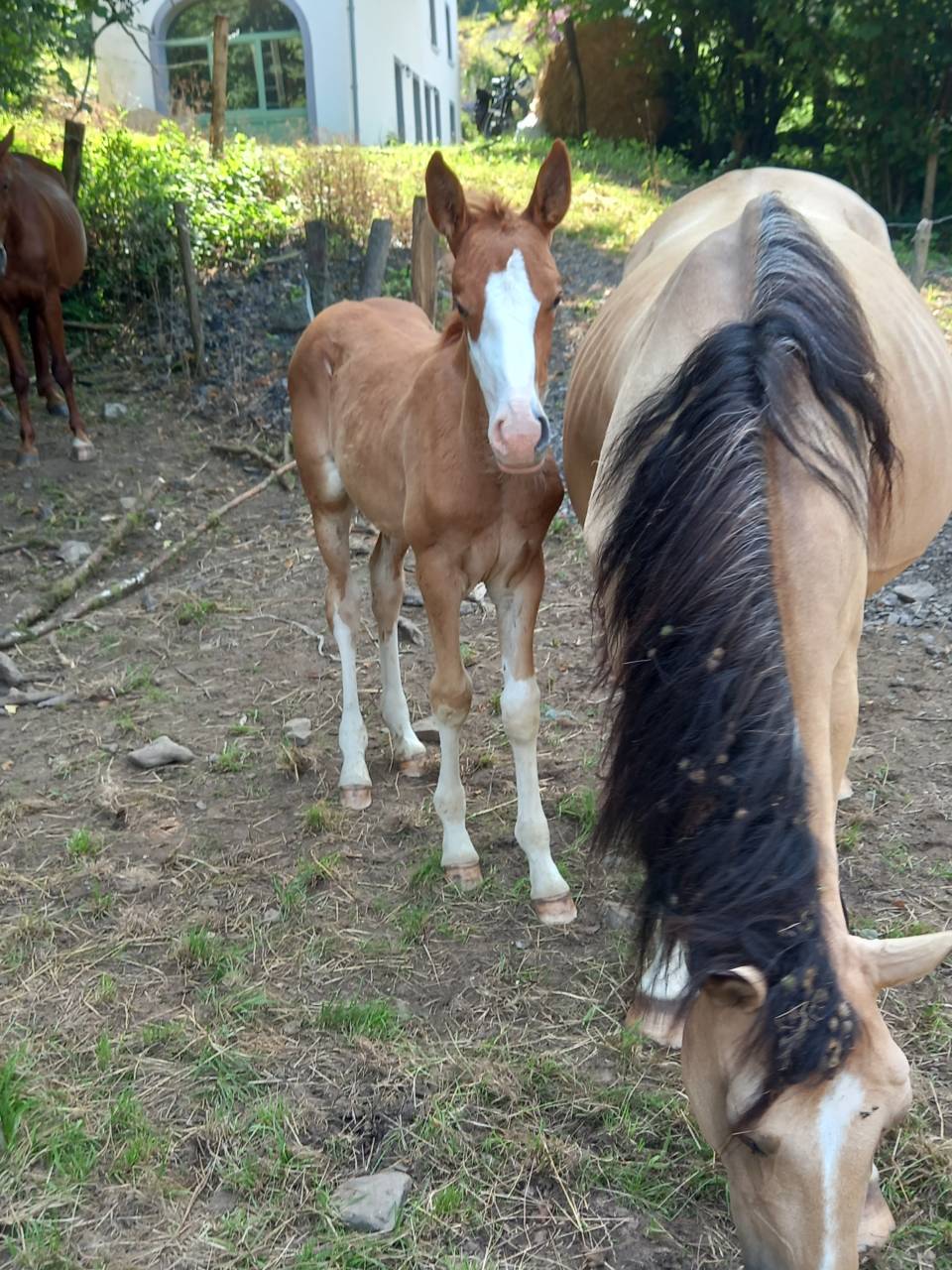 Potro Palomino En venta 2025 Palomino por Miracle du Moulin Pre