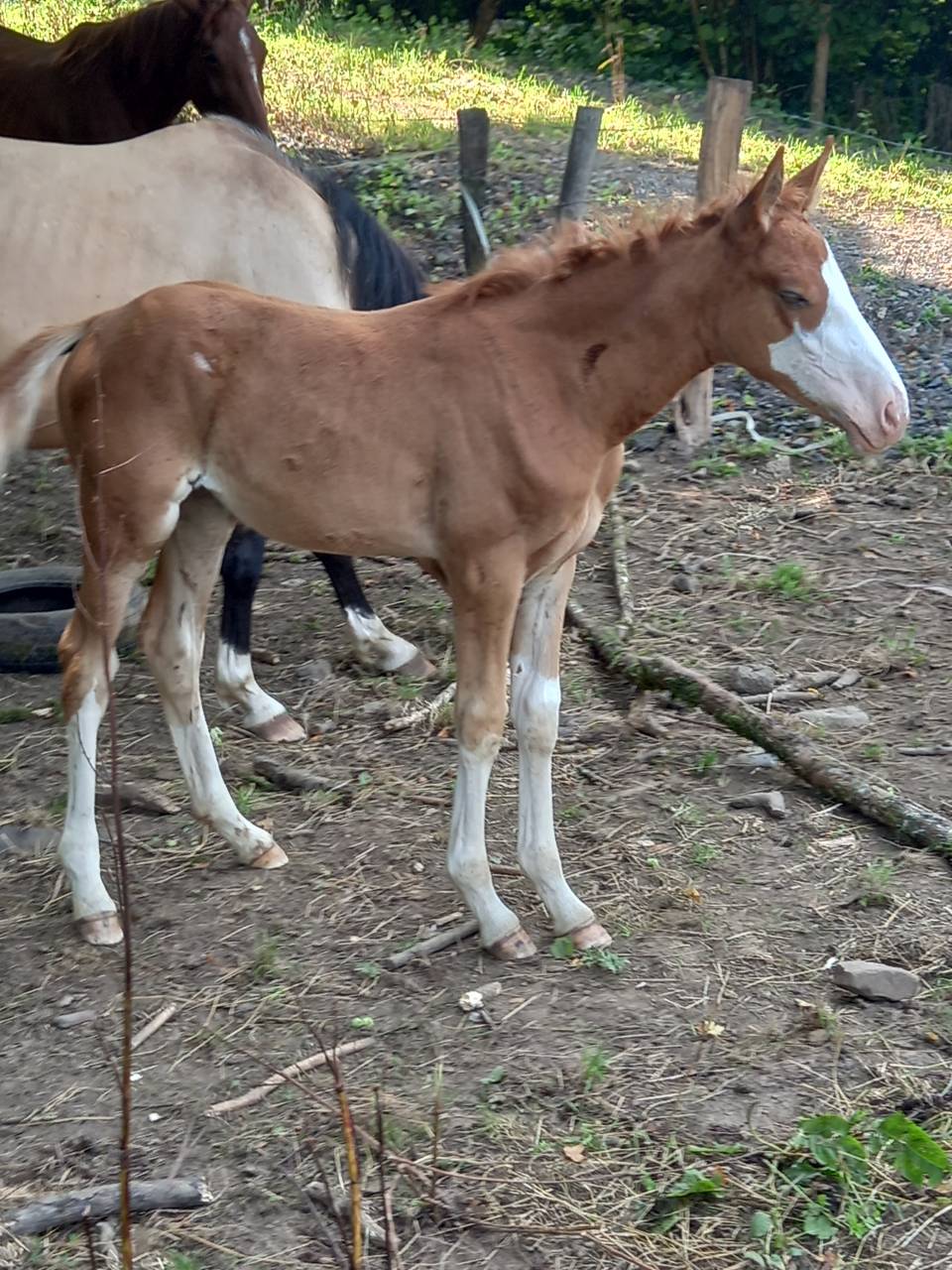 Potro Palomino En venta 2025 Palomino por Miracle du Moulin Pre