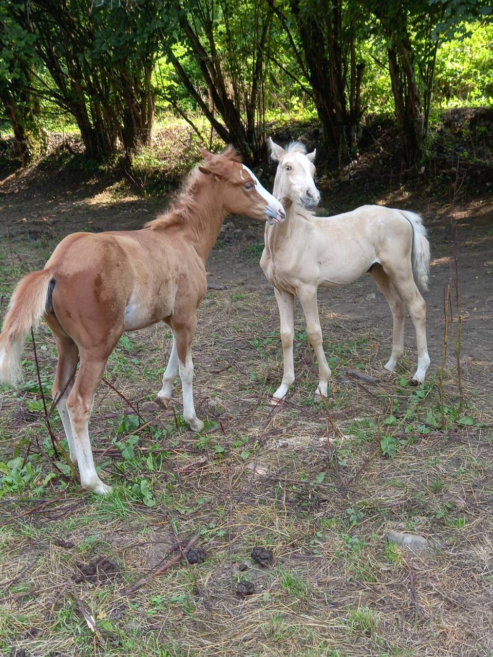 Potro Palomino En venta 2025 Palomino por Miracle du Moulin Pre