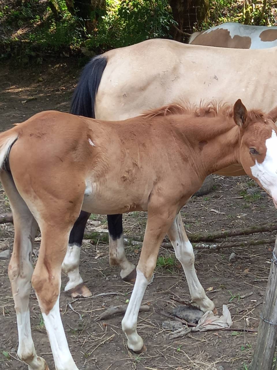 Potro Palomino En venta 2025 Palomino por Miracle du Moulin Pre