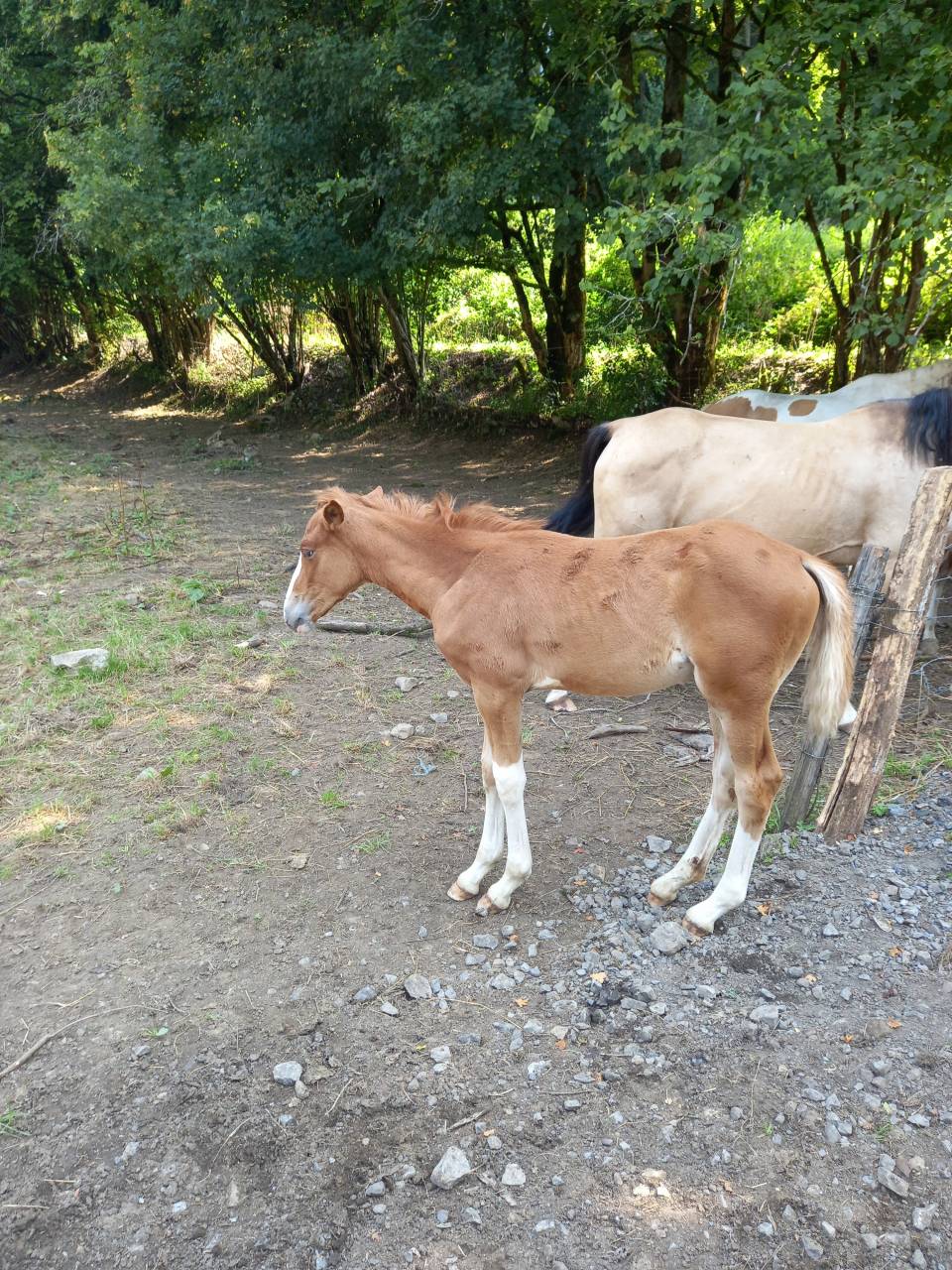 Potro Palomino En venta 2025 Palomino por Miracle du Moulin Pre