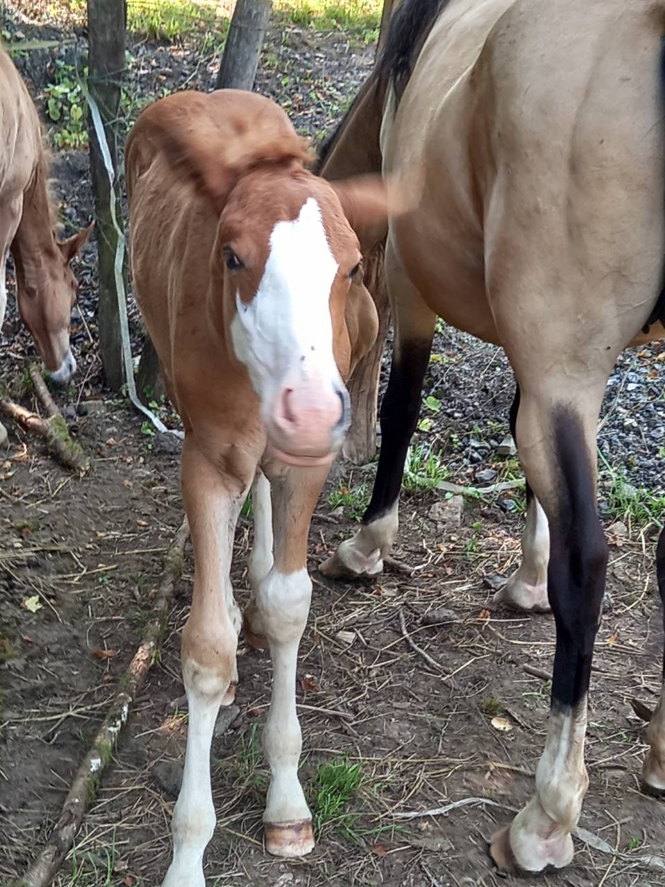 Potro Palomino En venta 2025 Palomino por Miracle du Moulin Pre