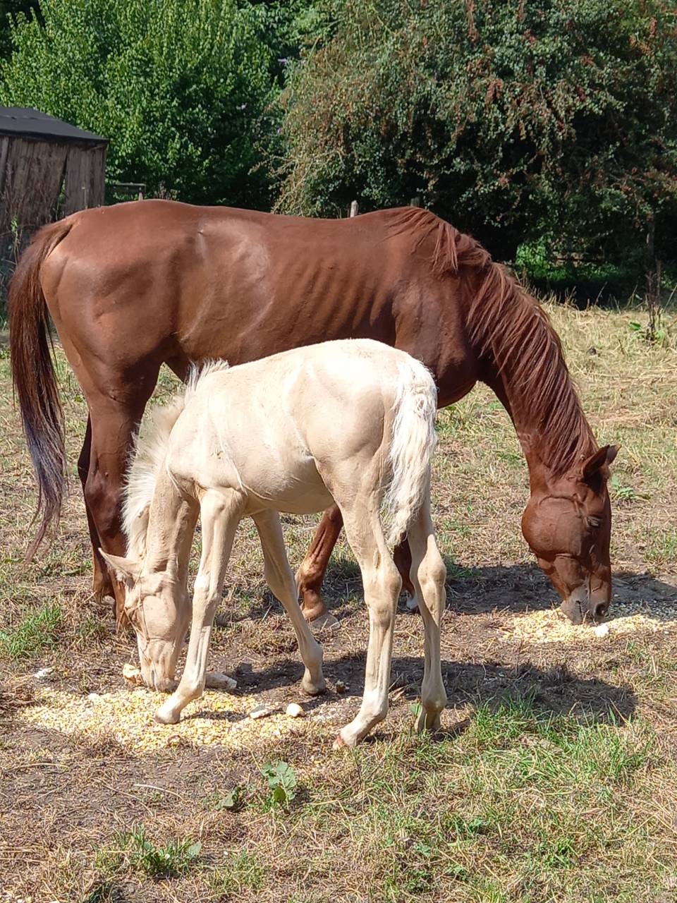 Potro Palomino En venta 2025 Palomino por Miracle du Moulin Pre