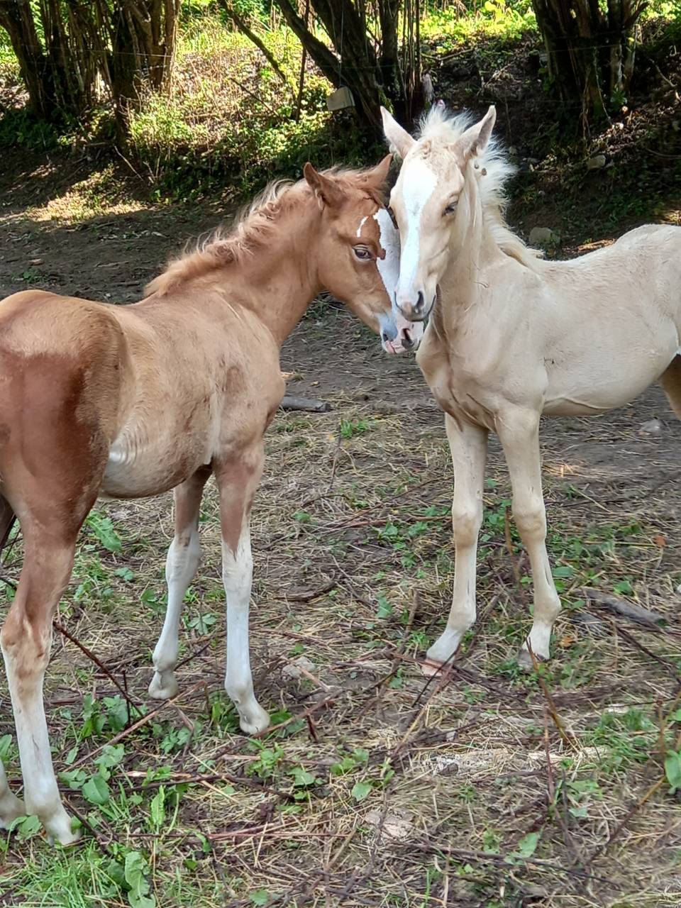 Potro Palomino En venta 2025 Palomino por Miracle du Moulin Pre