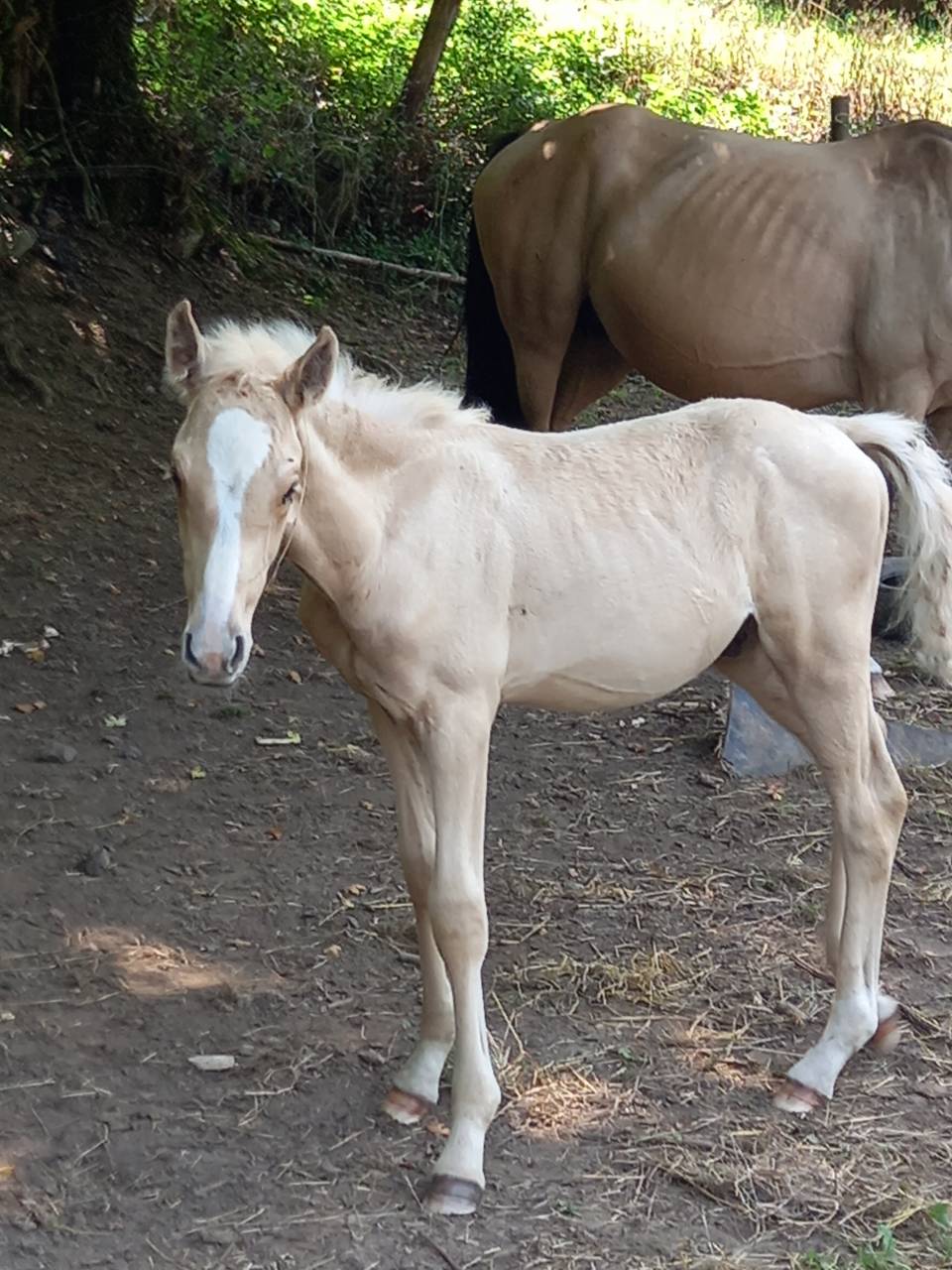 Potro Palomino En venta 2025 Palomino por Miracle du Moulin Pre