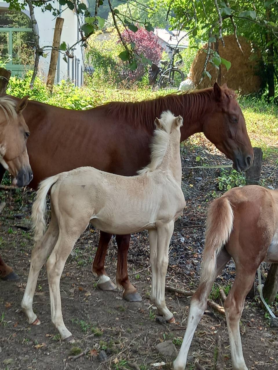 Potro Palomino En venta 2025 Palomino por Miracle du Moulin Pre