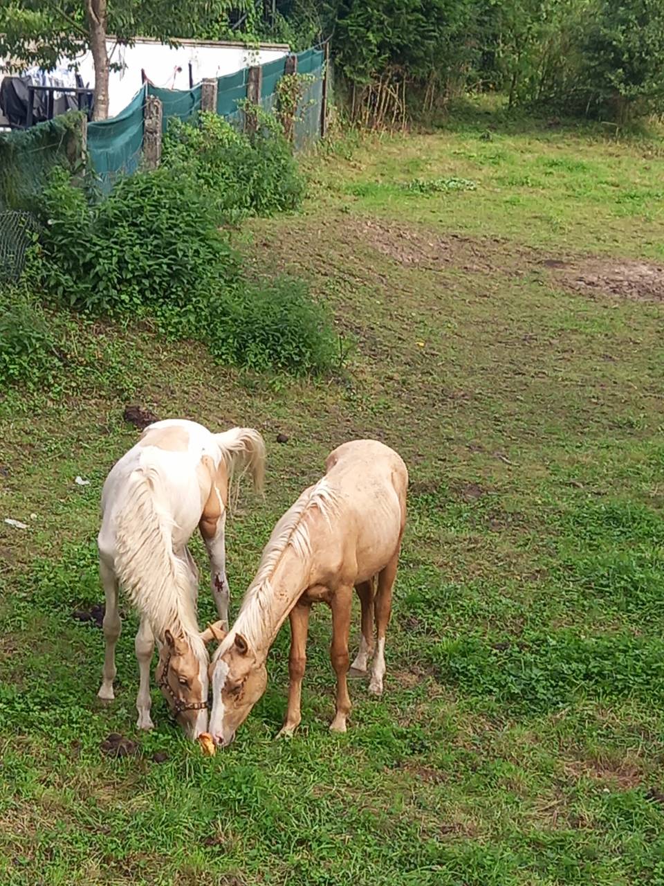 Potro Palomino En venta 2024 Palomino por Miracle du Moulin Pre