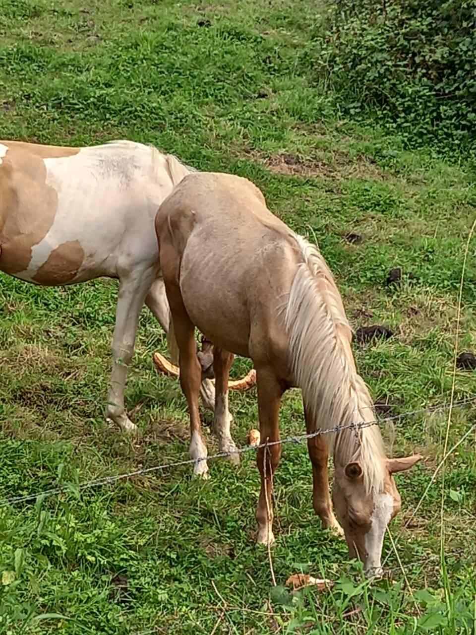 Potro Palomino En venta 2024 Palomino por Miracle du Moulin Pre