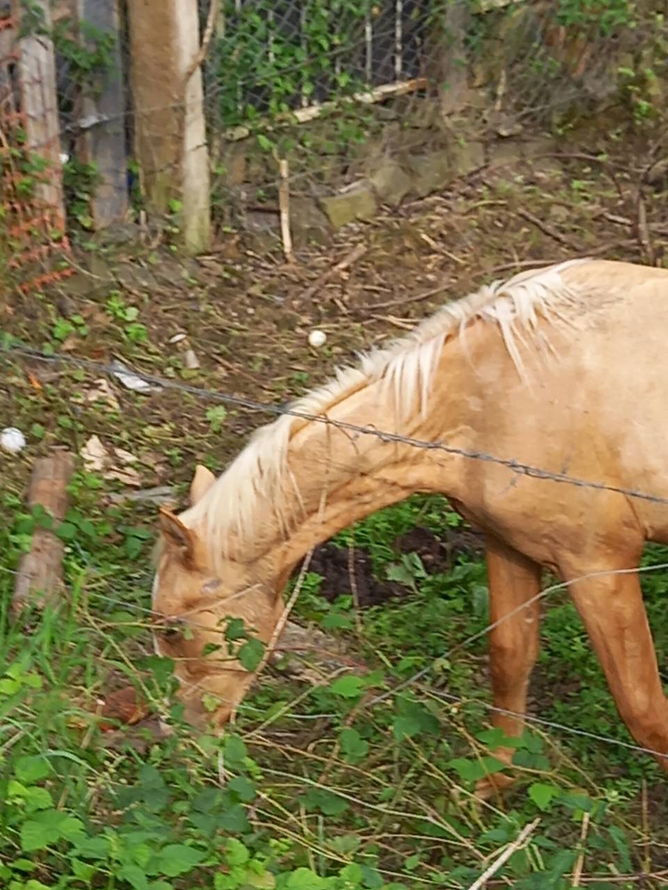 Potro Palomino En venta 2024 Palomino por Miracle du Moulin Pre