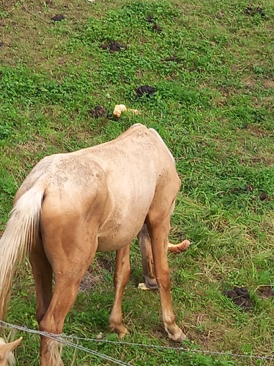 Potro Palomino En venta 2024 Palomino por Miracle du Moulin Pre