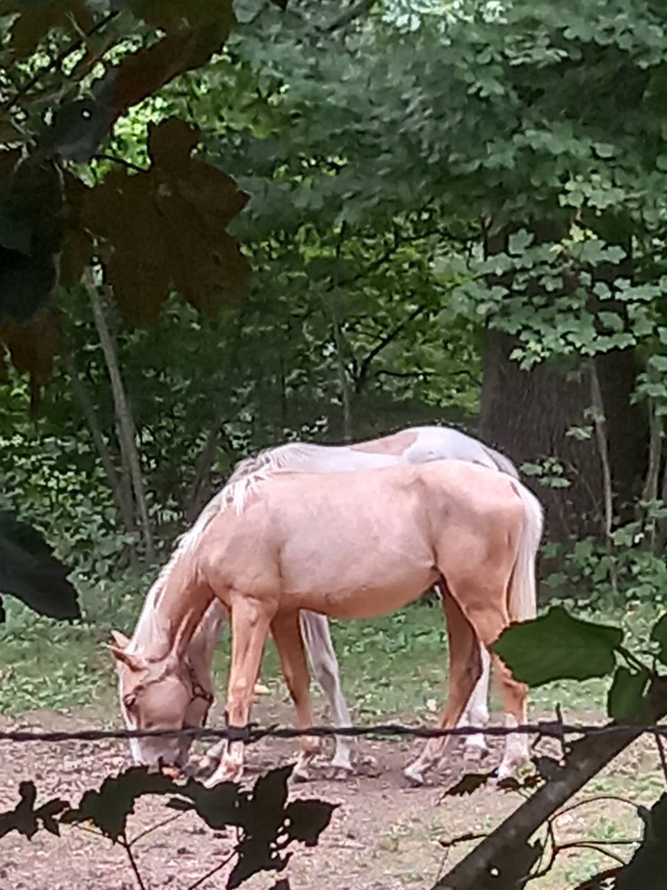 Potro Palomino En venta 2024 Palomino por Miracle du Moulin Pre