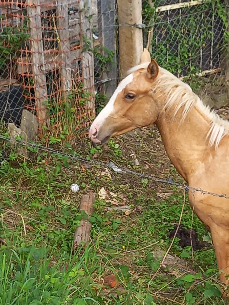 Potro Palomino En venta 2024 Palomino por Miracle du Moulin Pre