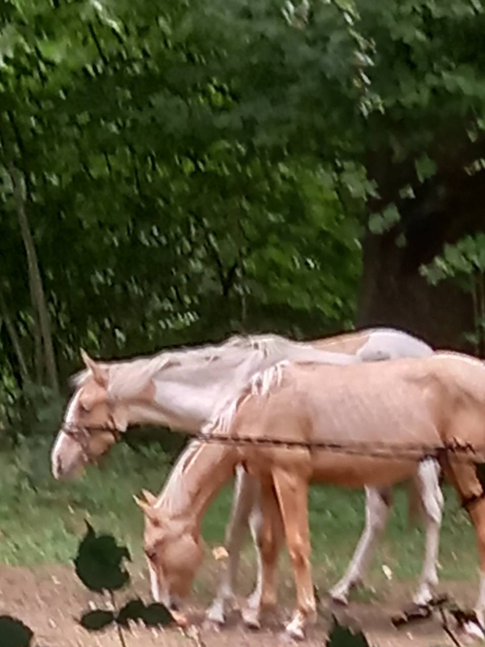 Potro Palomino En venta 2024 Palomino por Miracle du Moulin Pre