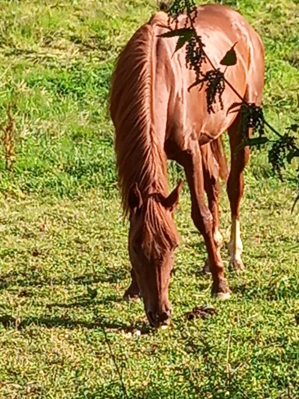 Yegua Palomino En venta 2022 Alazán