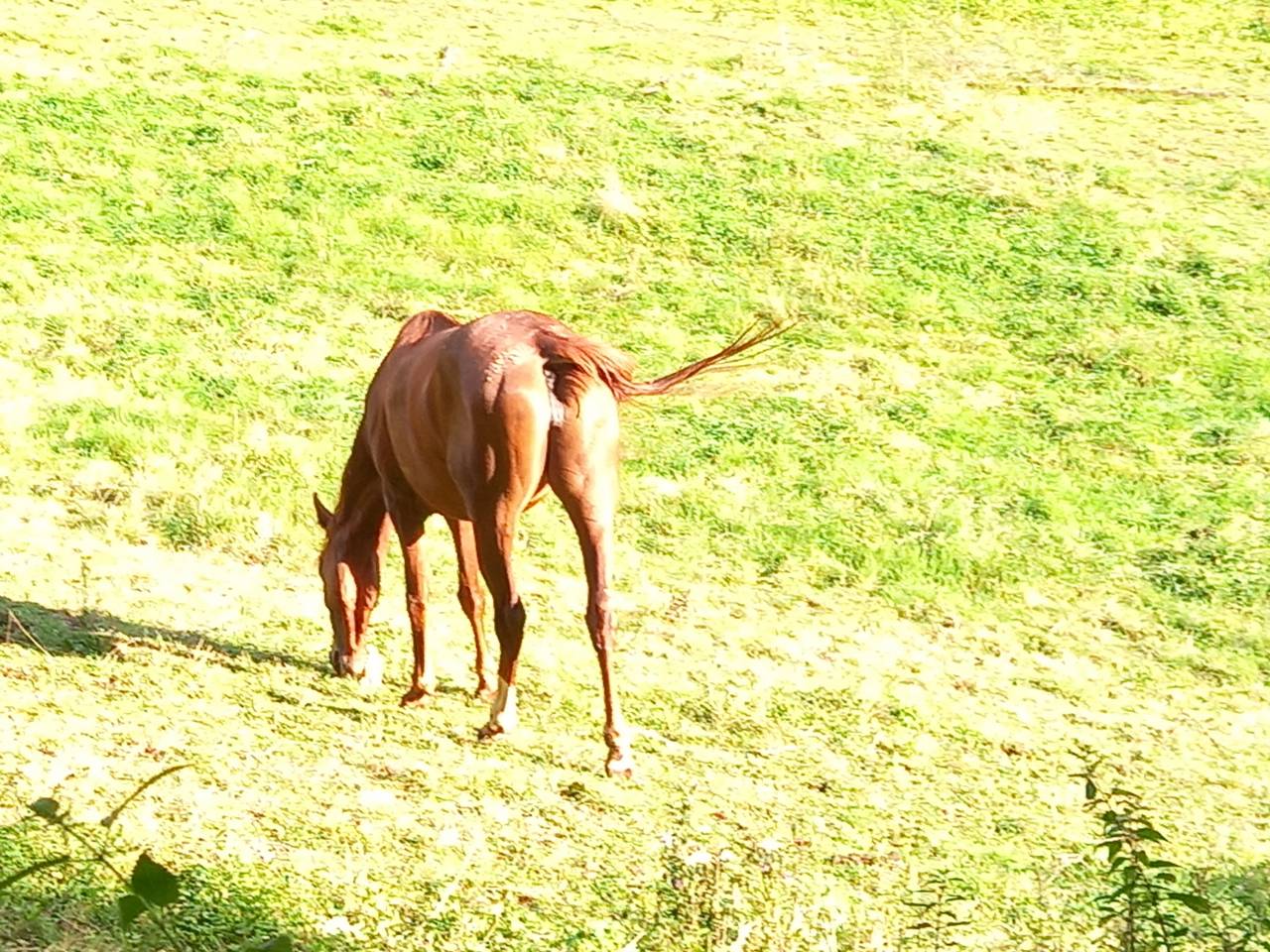 Yegua Palomino En venta 2022 Alazán