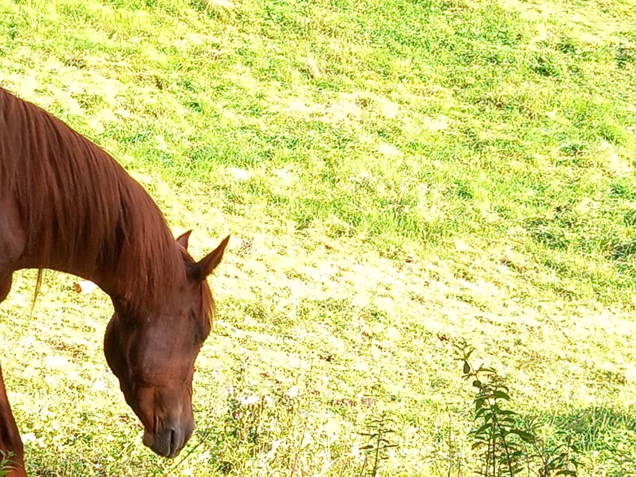 Yegua Palomino En venta 2022 Alazán