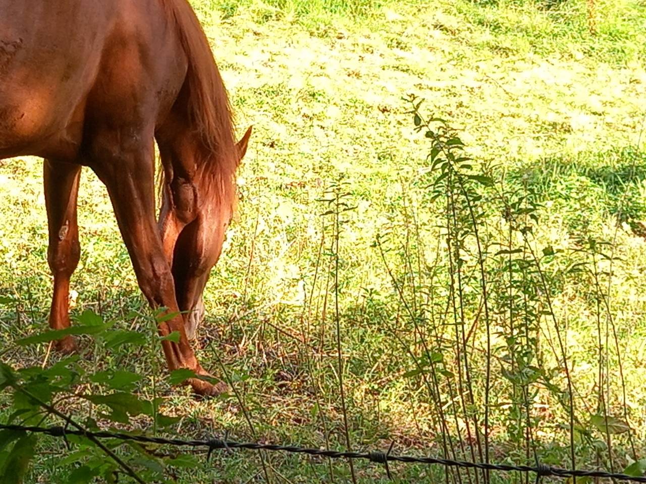 Yegua Palomino En venta 2022 Alazán