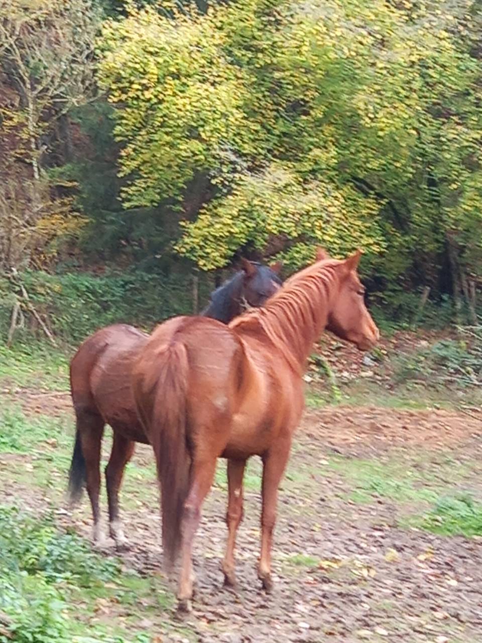 Yegua Palomino En venta 2022 Alazán