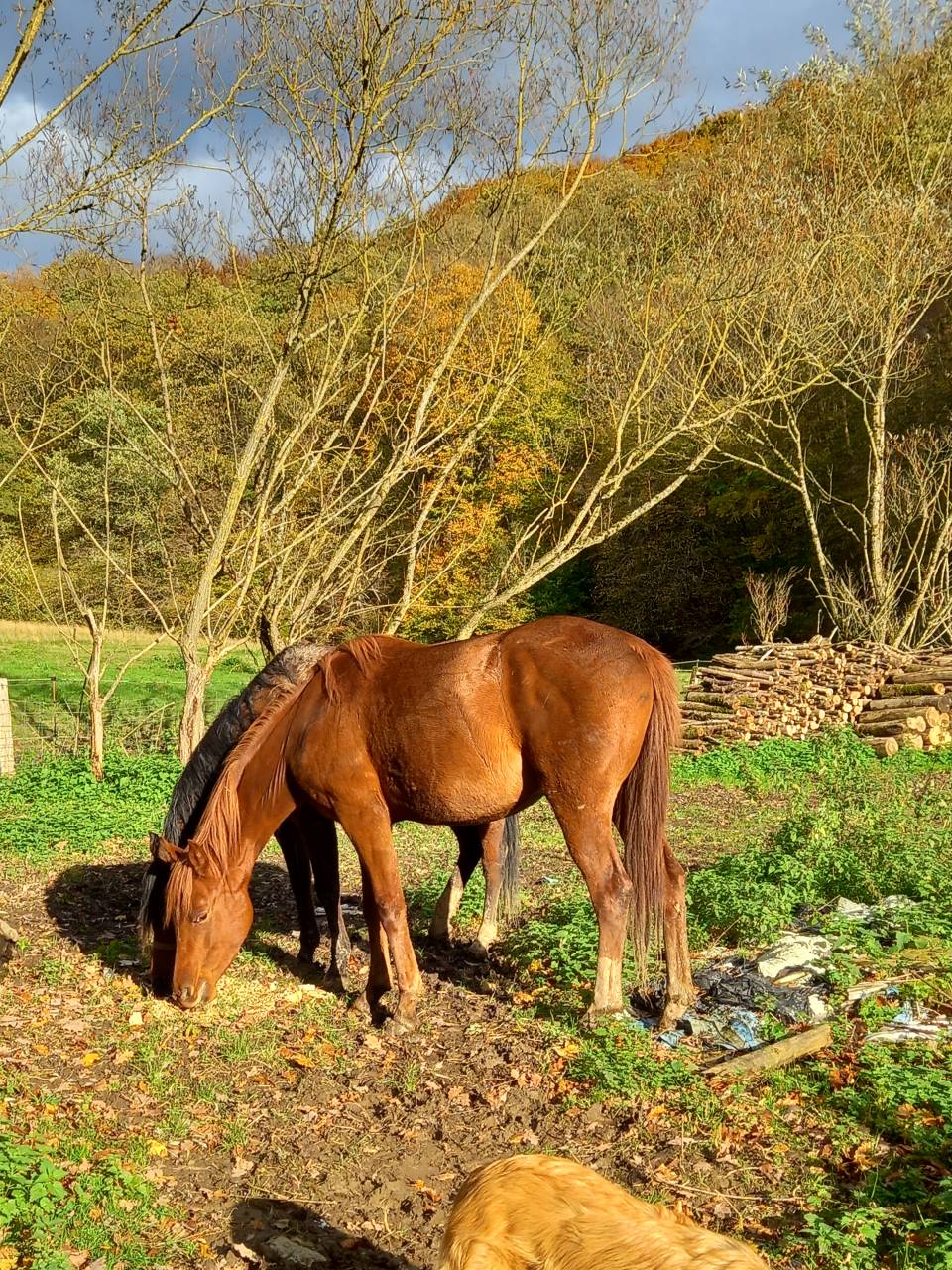 Yegua Palomino En venta 2022 Alazán