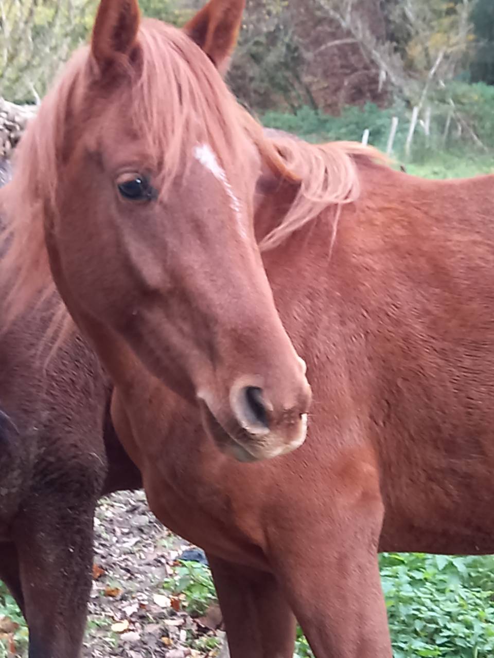 Yegua Palomino En venta 2022 Alazán