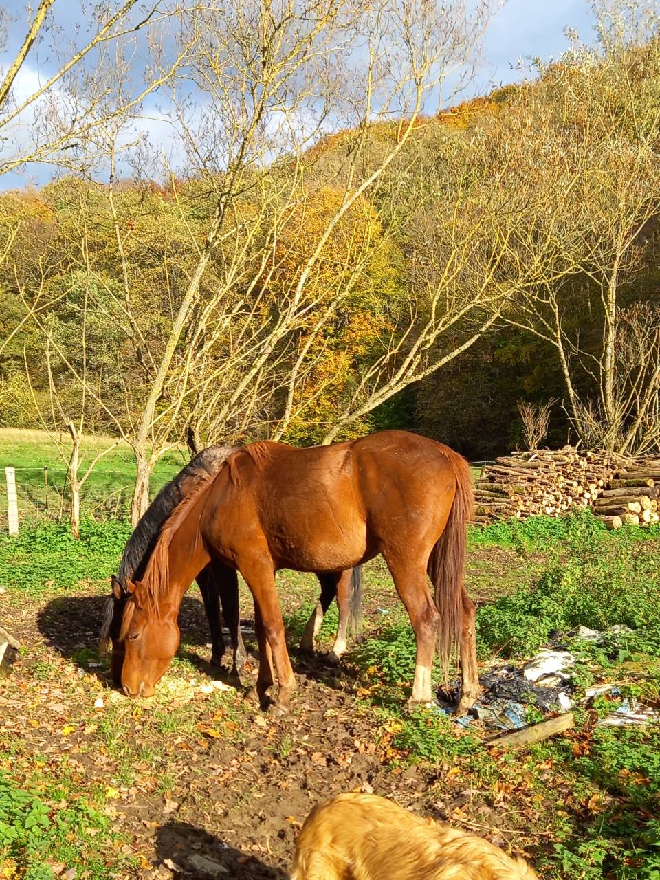 Yegua Palomino En venta 2022 Alazán