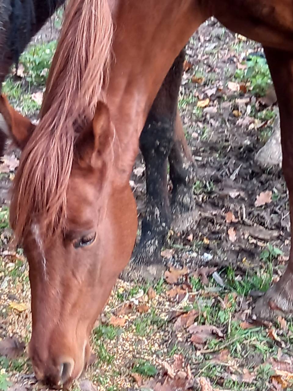 Yegua Palomino En venta 2022 Alazán